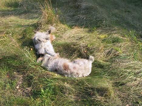 Australian shepherd Dreamcatchers' Spiced Rum - Elvis - Feder den sammen med Søster-Sismo billede 9