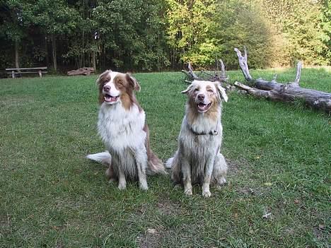 Australian shepherd Dreamcatchers' Spiced Rum - Elvis - Her sidder vi så lige så pænt - et øjeblik. Elvis og søsteren Sismo billede 10