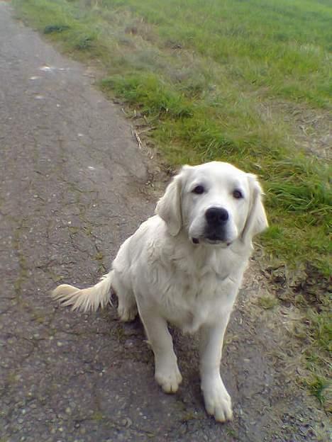 Golden retriever Bamse billede 13