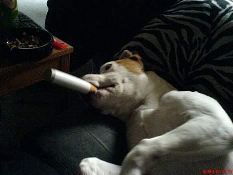 Blanding af racer (Bull/Rott) Morgan R.I.P - se nu ligner jeg mor og far billede 3