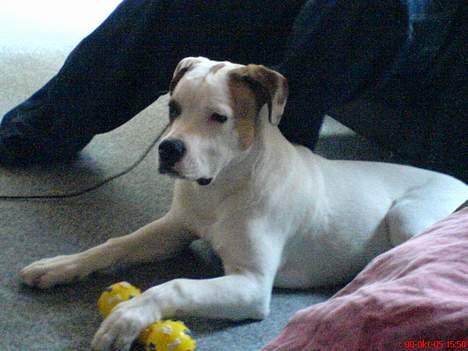 Blanding af racer (Bull/Rott) Morgan R.I.P - hov hvem banker på når jeg leger... ihh mors gæster forstyre billede 4