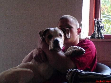 Blanding af racer (Bull/Rott) Morgan R.I.P - så sidder vi på skød som en lille tæppetisser billede 5