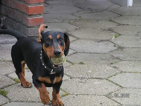 Gravhund Balder billede 5