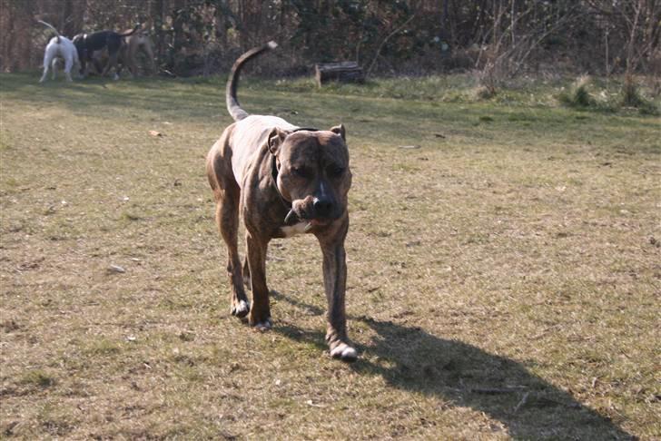 Amerikansk staffordshire terrier Zuprano - 28/03-08 billede 1
