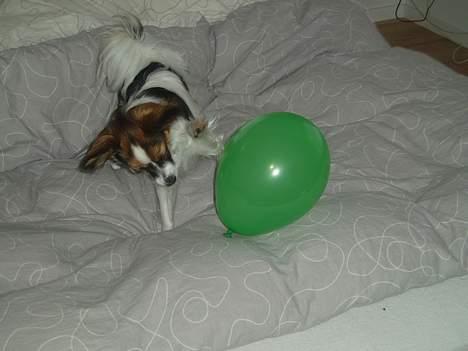 Papillon Tulle billede 19