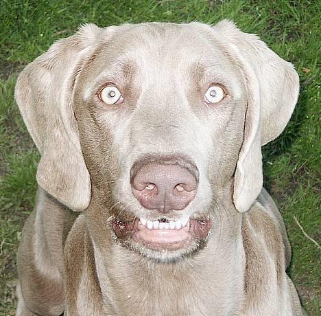 Weimaraner Geniet Geister  - Uh uh.. ! -Jeg er "skarp" i dag !  ;-) billede 1
