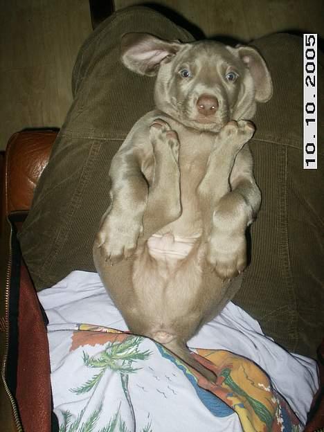 Weimaraner Geniet Geister  - Ligger og får morgenputteren hos moren her ! billede 2