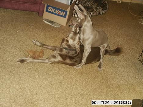 Weimaraner Geniet Geister  - Tæsker lige Onkel Agge ! billede 4