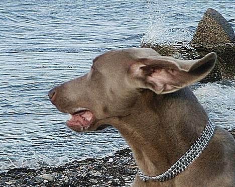 Weimaraner Geniet Geister  - Huuh... Tror mine ører snart blæser af... ?! billede 7