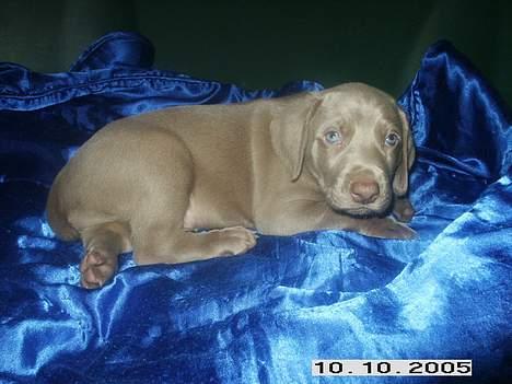 Weimaraner Geniet Geister  - Drop så det billedfis mor, nu vil jeg altså sove !*ss* billede 8