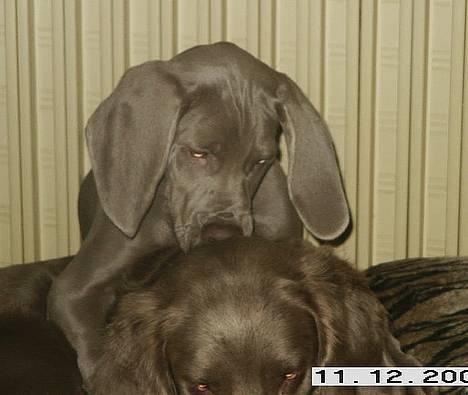 Weimaraner Geniet Geister  - Smæk møøøz lige i nakken ! billede 9