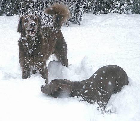 Weimaraner Geniet Geister  - Øv Agge ! Så gider jeg ikke blive "mulet" mere af dig ! billede 11
