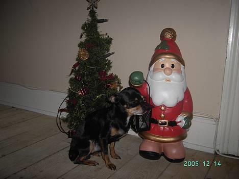 Chihuahua Tyson - glædelig jul hohoho billede 1