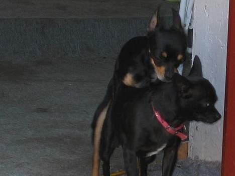 Chihuahua Tyson - ikke for børn..  billede 2