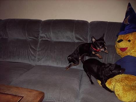 Chihuahua Tyson - junping jack flash billede 3