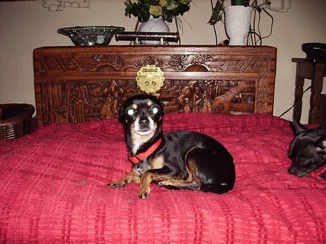 Chihuahua Tyson - hvor ynkelig kan man være...hihi billede 4