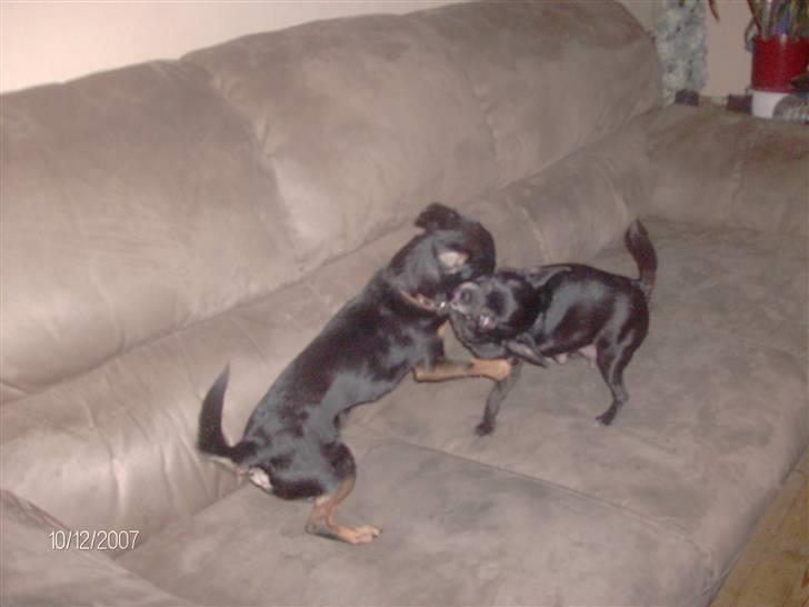 Chihuahua Tyson - kigger lige ud billede 6