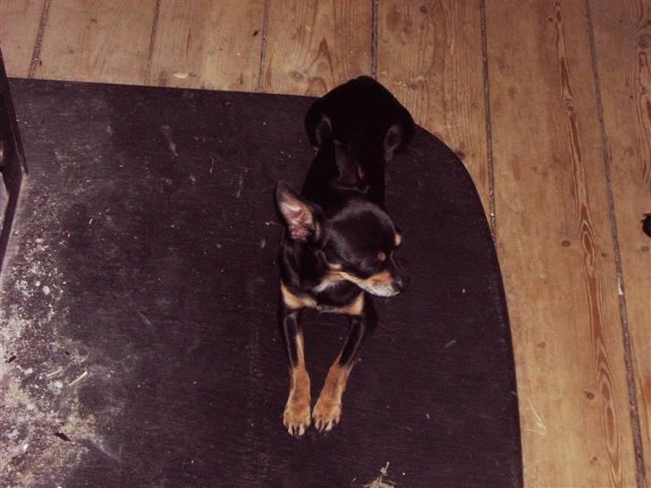 Chihuahua Tyson - sidder foran brændeovnen billede 7