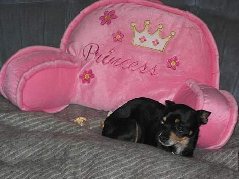Chihuahua Tyson - ok jeg er ingen prinsesse billede 8
