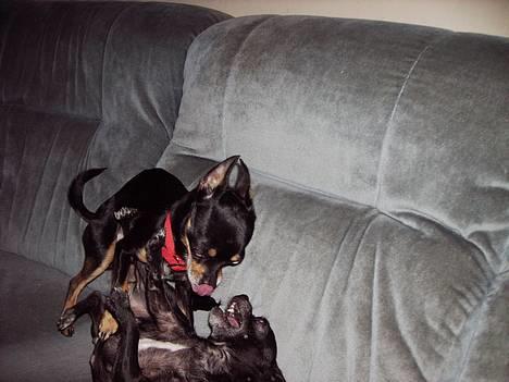 Chihuahua Tyson - her sidder jeg da meget godt billede 9