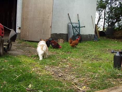 Blanding af racer perle billede 17