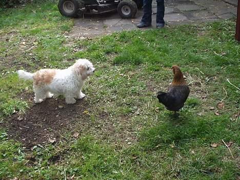 Blanding af racer perle - åhhh nej bare den ikke springer på mig, helt rolig:P billede 18