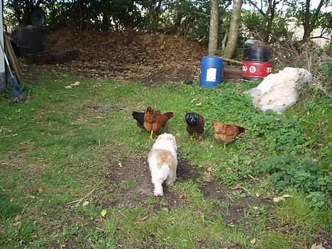 Blanding af racer perle billede 20