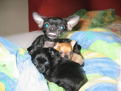 Chihuahua Cindi - grrrr... på eget ansvar billede 1