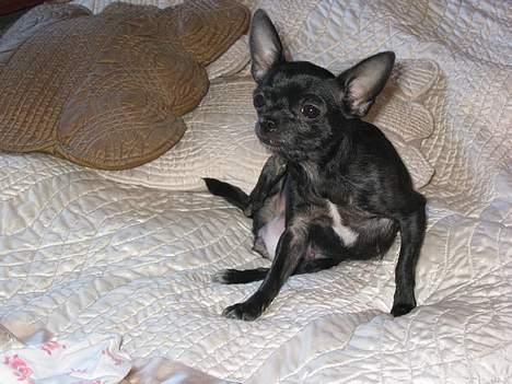 Chihuahua Cindi - argh det klør billede 2