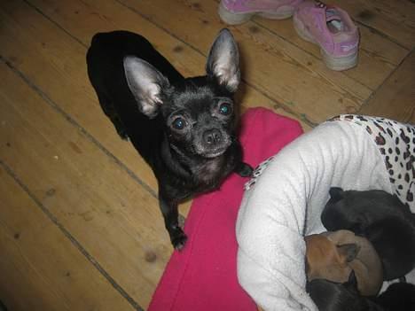 Chihuahua Cindi - jah jeg er her billede 3