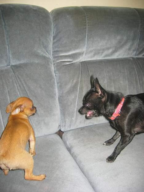 Chihuahua Cindi - legetime billede 4