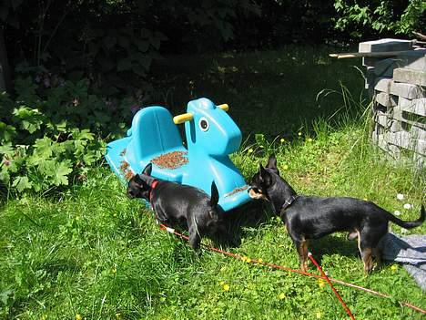 Chihuahua Cindi - en tur i haven med min mand billede 5