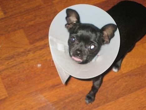 Chihuahua Cindi - havde brækket mit lille ben, såååå derfor billede 6