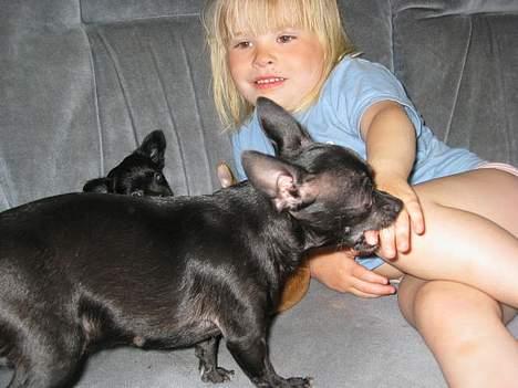 Chihuahua Cindi - haps..  billede 7