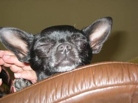 Chihuahua Cindi - så slapper jeg billede 8