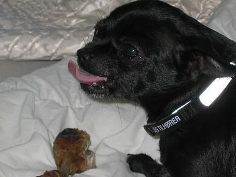 Chihuahua Cindi - hvad tror du selv billede 9