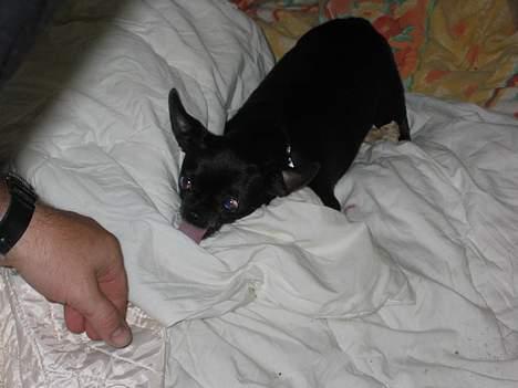 Chihuahua Cindi - 2 sec så bider jeg billede 10