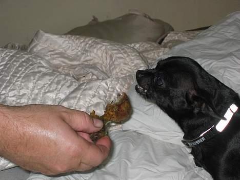 Chihuahua Cindi - du tager det ikke billede 11