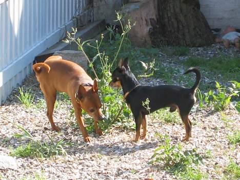 Chihuahua Tyson - min ven alf billede 10