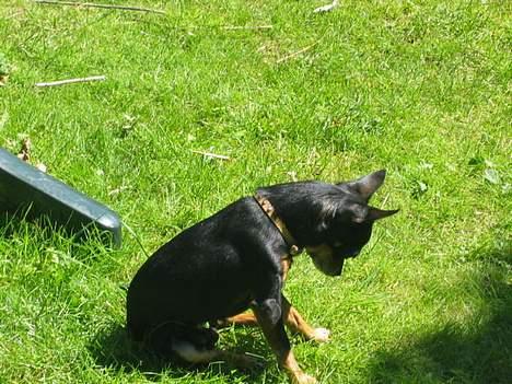 Chihuahua Tyson - sikker på der kravler noget dernede billede 11