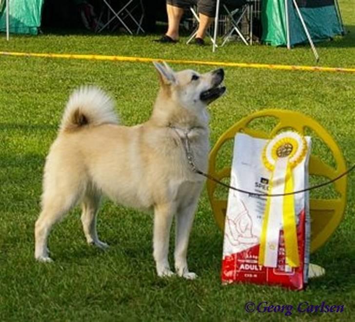 Norsk buhund Gloria - 13 måneder gammel og 3. bedste Unghund billede 20