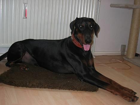 Dobermann Jotunheim's Humle R.I.P. - Min dejlige Humle :) (01-09-06) NYT billede 17