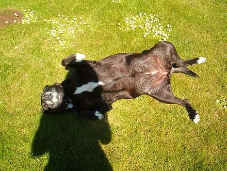 Blanding af racer Bølle - Det et skønt solskin... billede 2