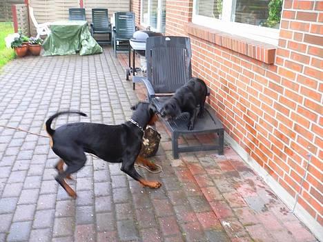 Dobermann Jotunheim's Humle R.I.P. - Mig og min fætter, King, leger... (20-05-06) billede 18