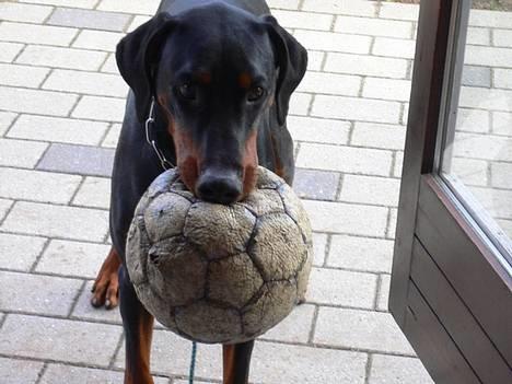 Dobermann Jotunheim's Humle R.I.P. - Nej Humle, du skal ikke have bolden med ind... (21-05-06) billede 19