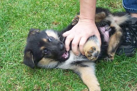 Blanding af racer chika - jeg hedder chika billede 1