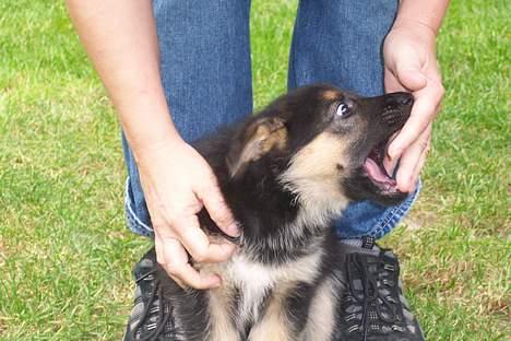 Blanding af racer chika - du smager godt billede 2