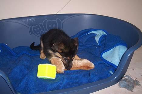 Blanding af racer chika billede 3