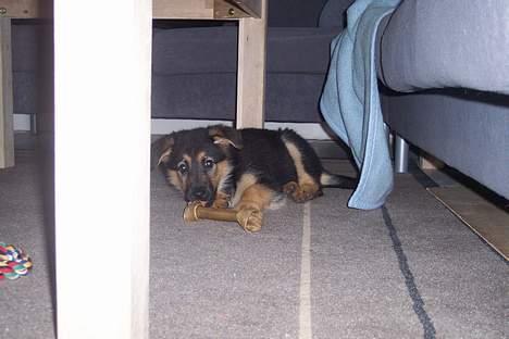 Blanding af racer chika billede 4