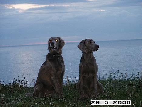 Weimaraner Geniet Geister  - Strand-idyl i tusmørke. billede 12